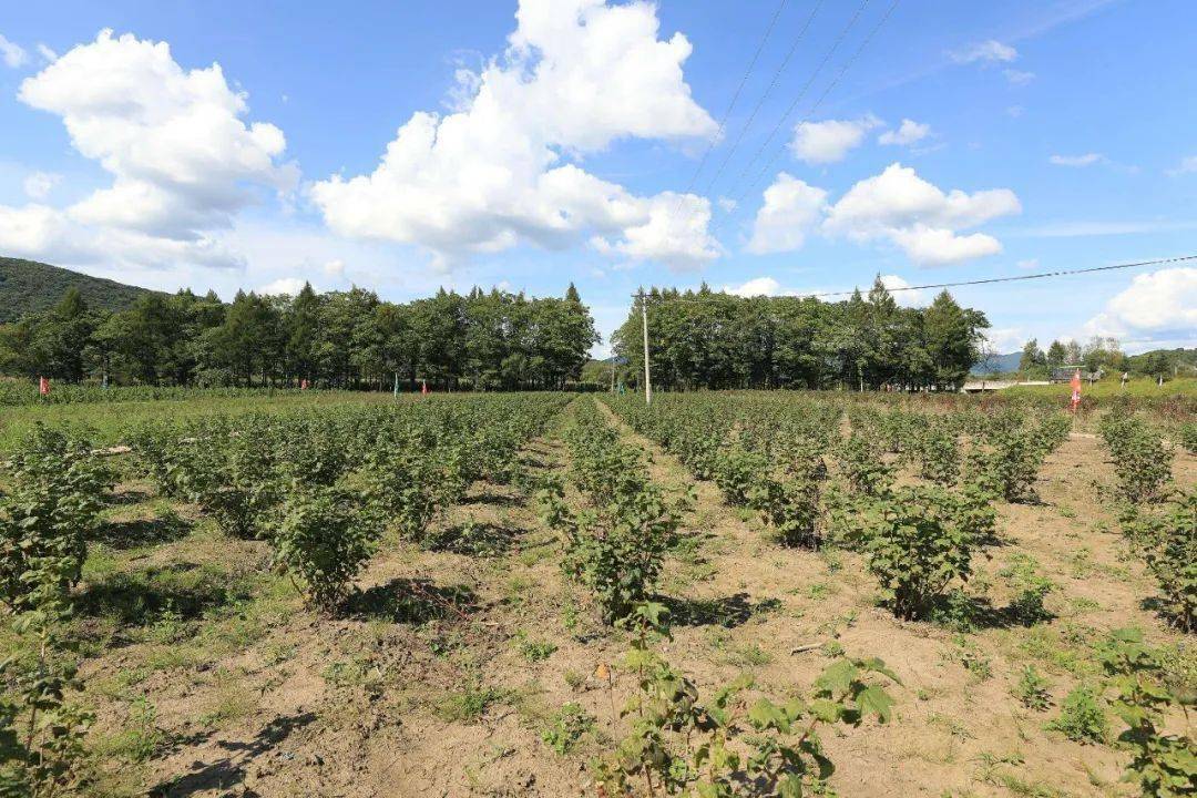 萬頃林海碧波蕩 千畝藥田產業興 綠色發展的和諧畫卷