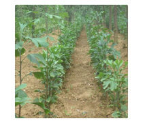 產品庫綠化管理 提升效率與可持續性的關鍵策略