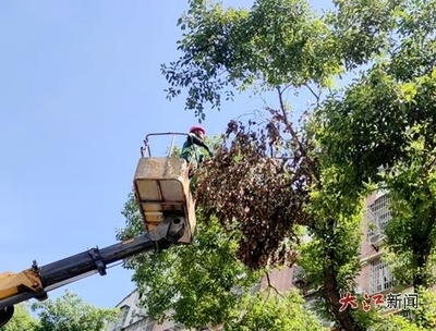 萬載縣城市管理局 聚焦綠化提質，刷新城市“顏值”