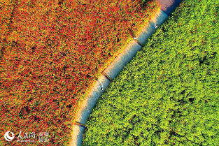 合肥蜀山區(qū)四季花海綠化管理的實(shí)踐與探索