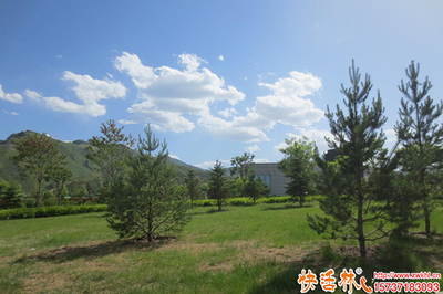 松樹栽種與生根劑選用指南 解析生根劑差異與綠化管理要點(diǎn)