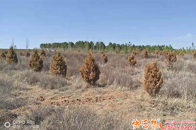 柏樹養(yǎng)護(hù)恢復(fù)慢怎么辦？?jī)?yōu)化管理策略與生根劑選擇指南