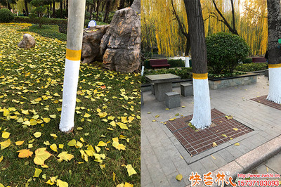 科學(xué)涂白，守護(hù)綠化——樹木涂白的最佳時(shí)間與綠化管理要點(diǎn)